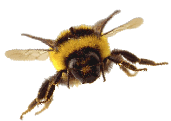 L'Abeille et l'hexagone dans ABEILLES abeille_2